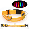 The LED Safety Collar, Yellow
