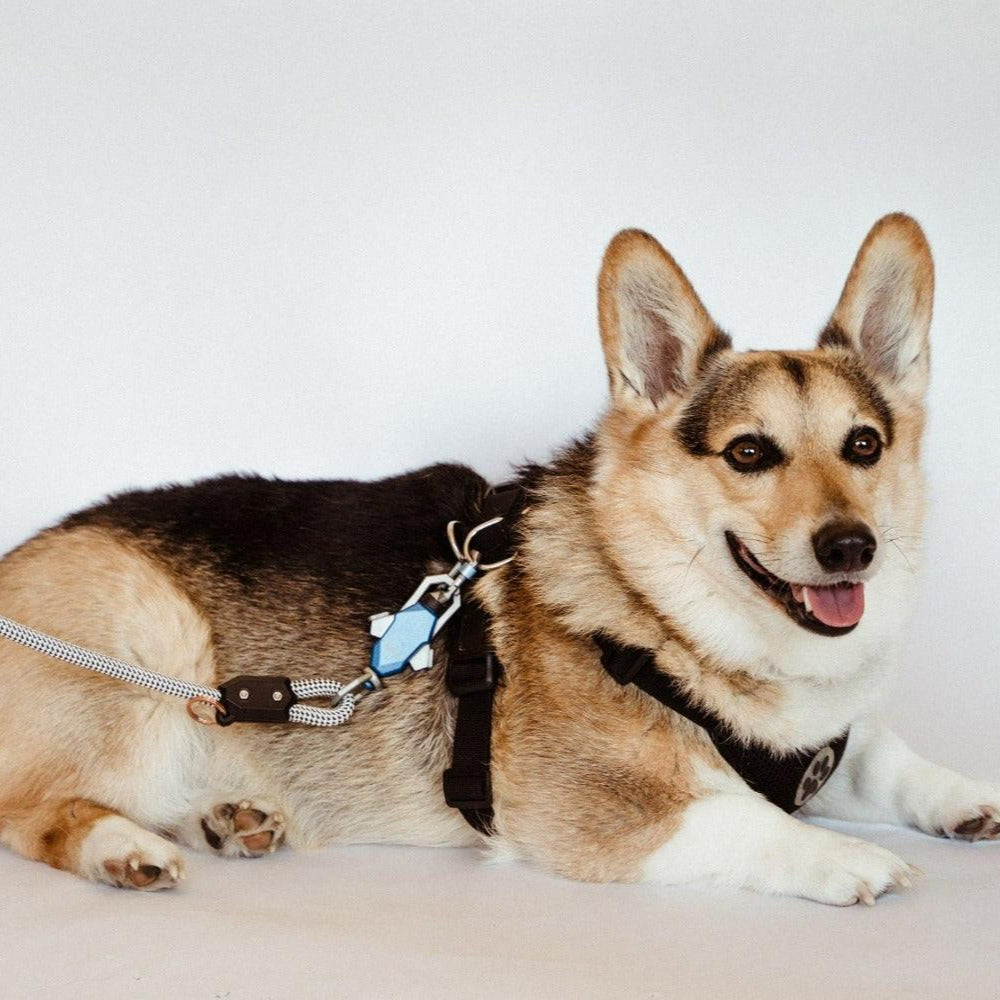 The Magnetic Leash