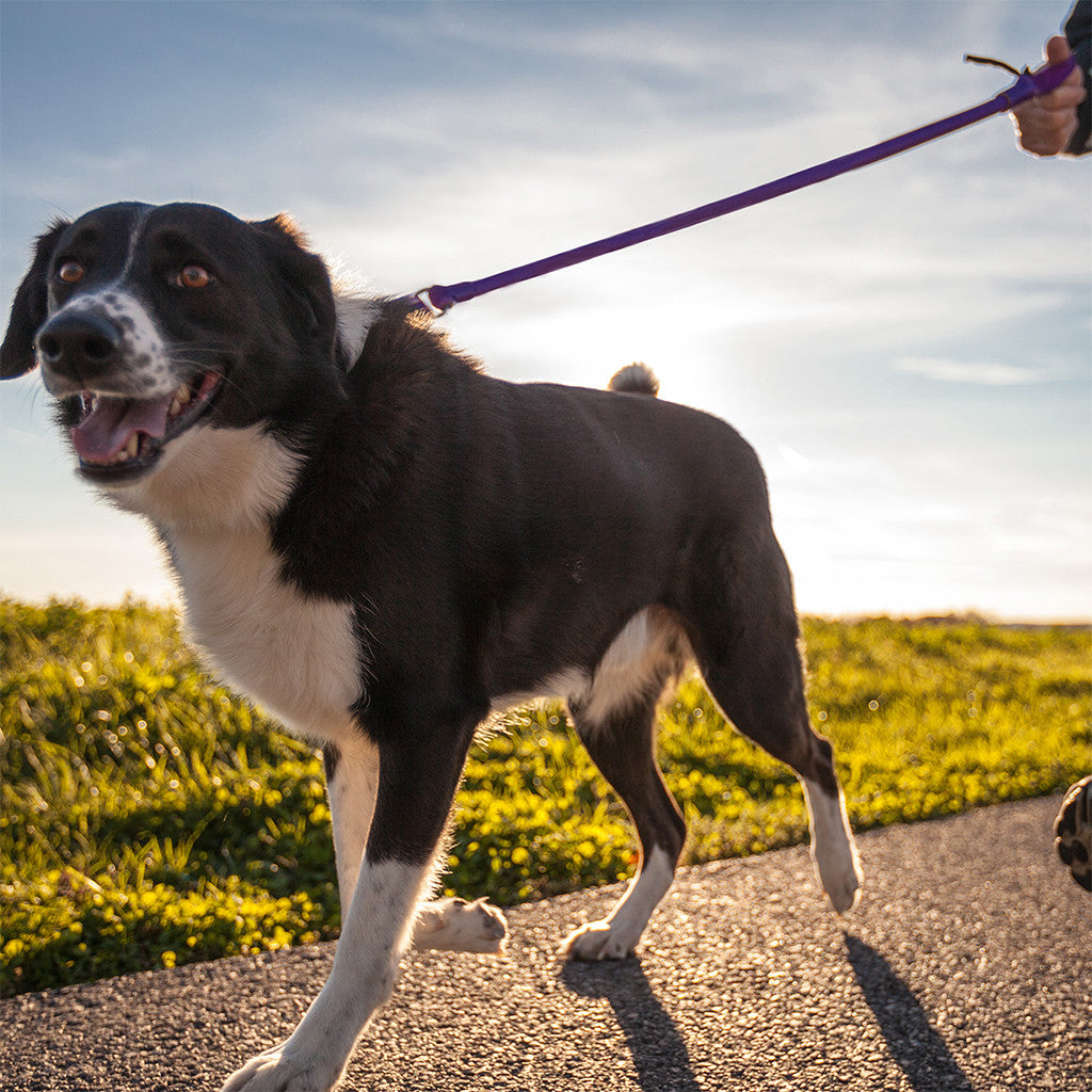 The No-Pull Rubber Leash