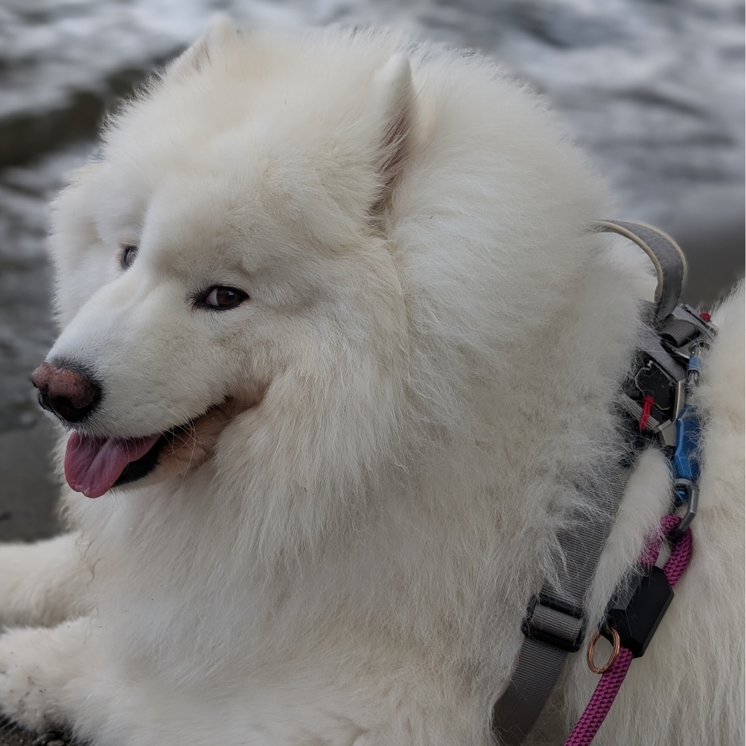 The Magnetic Leash