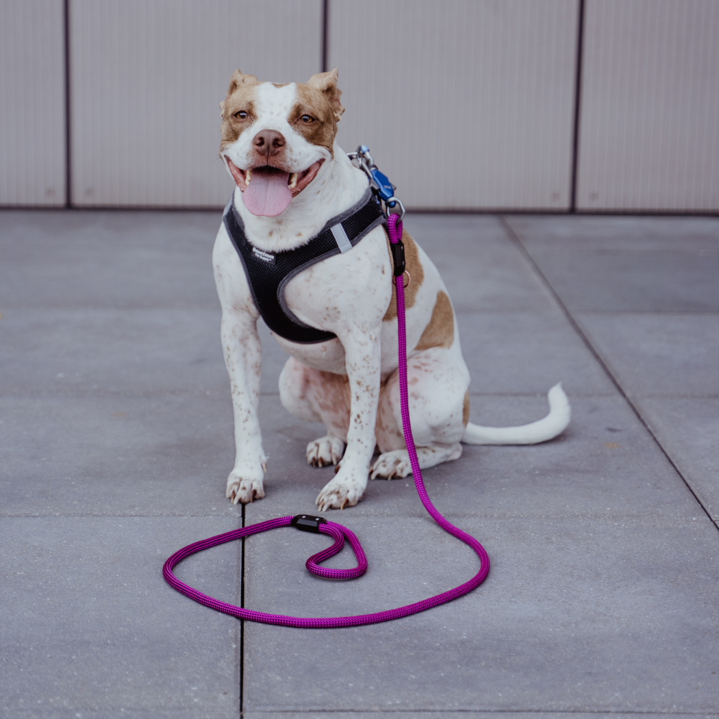 The Magnetic Leash