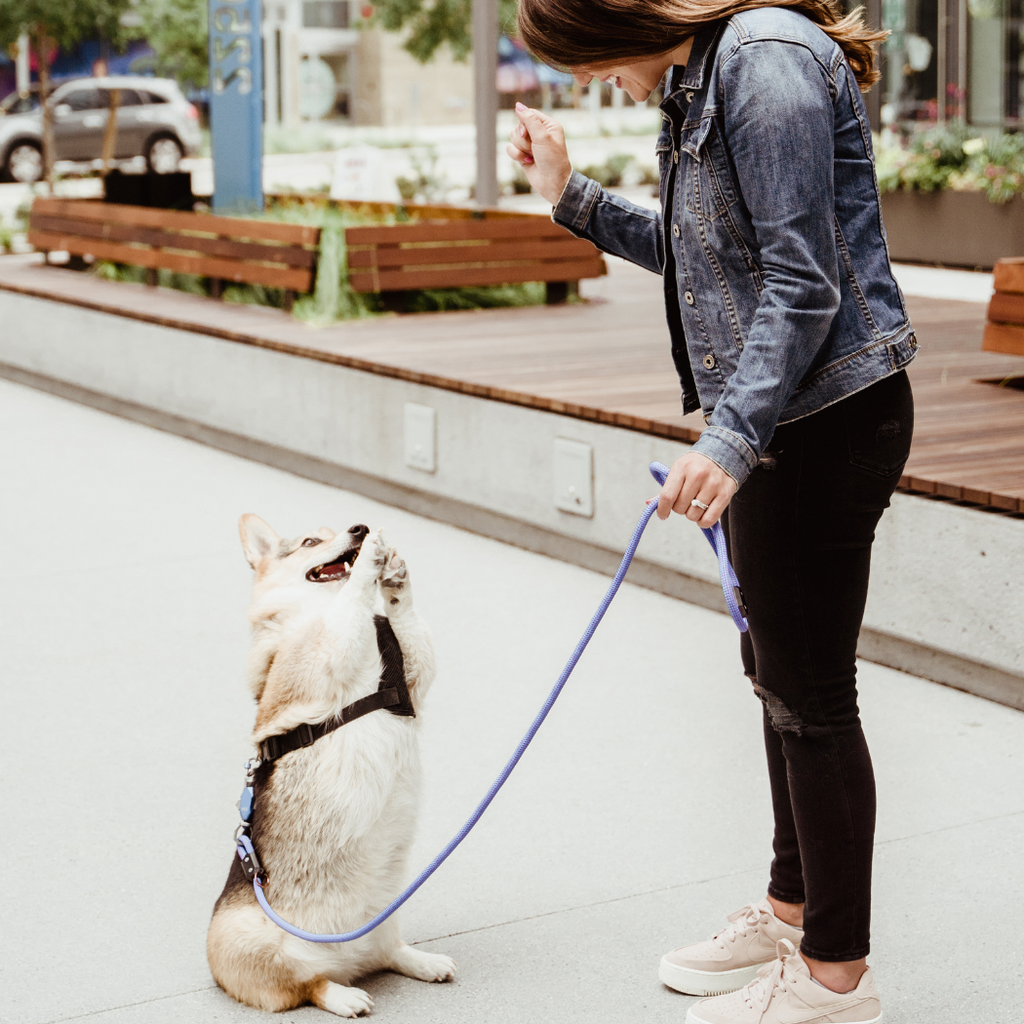 The Magnetic Leash