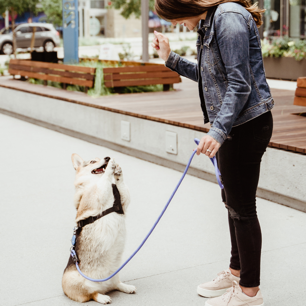 The Magnetic Leash