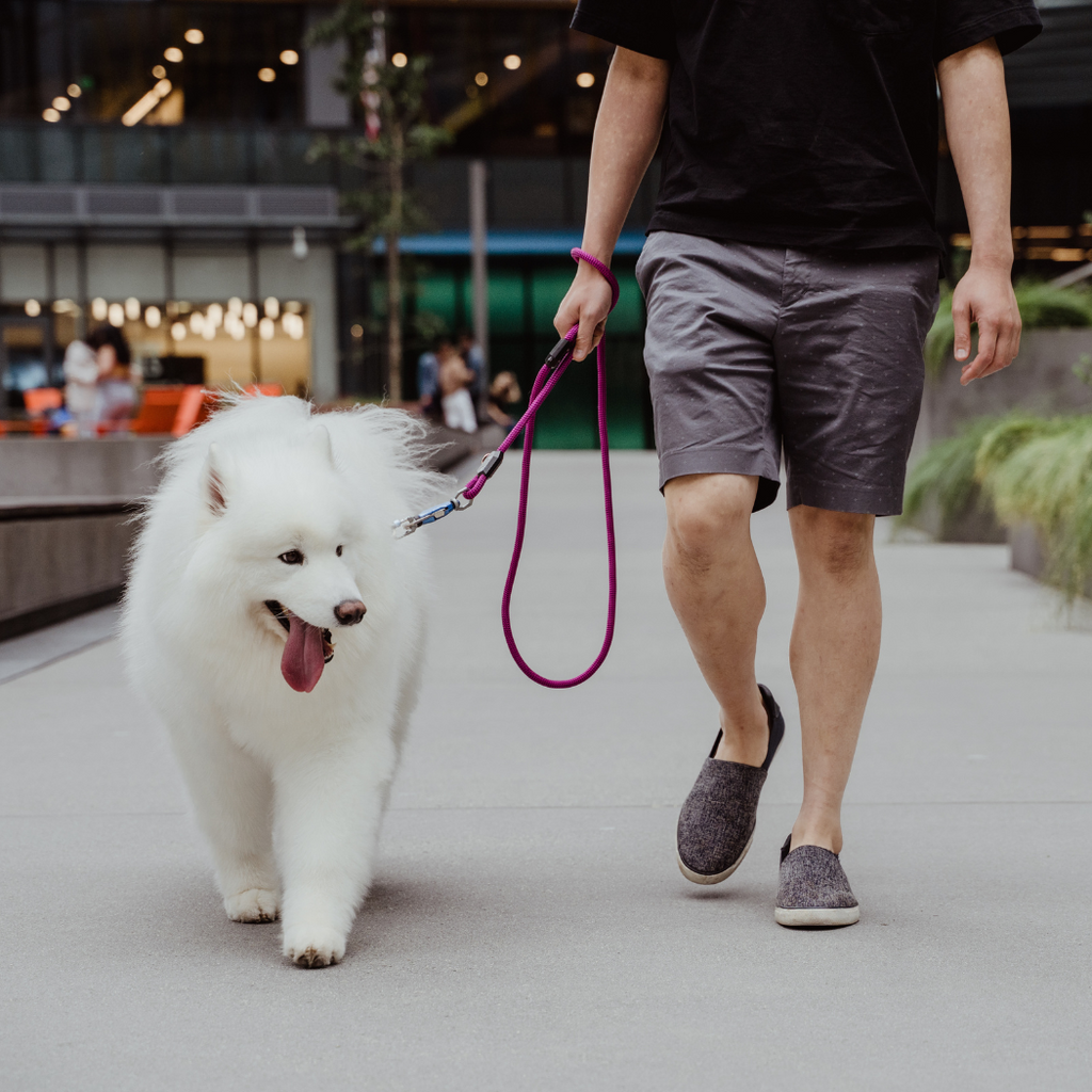 The Magnetic Leash
