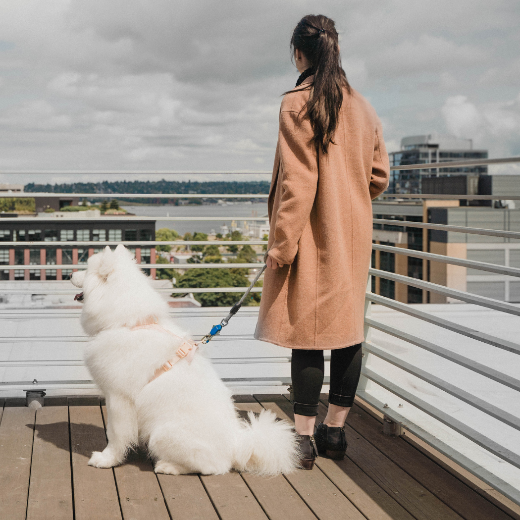 The Magnetic Leash
