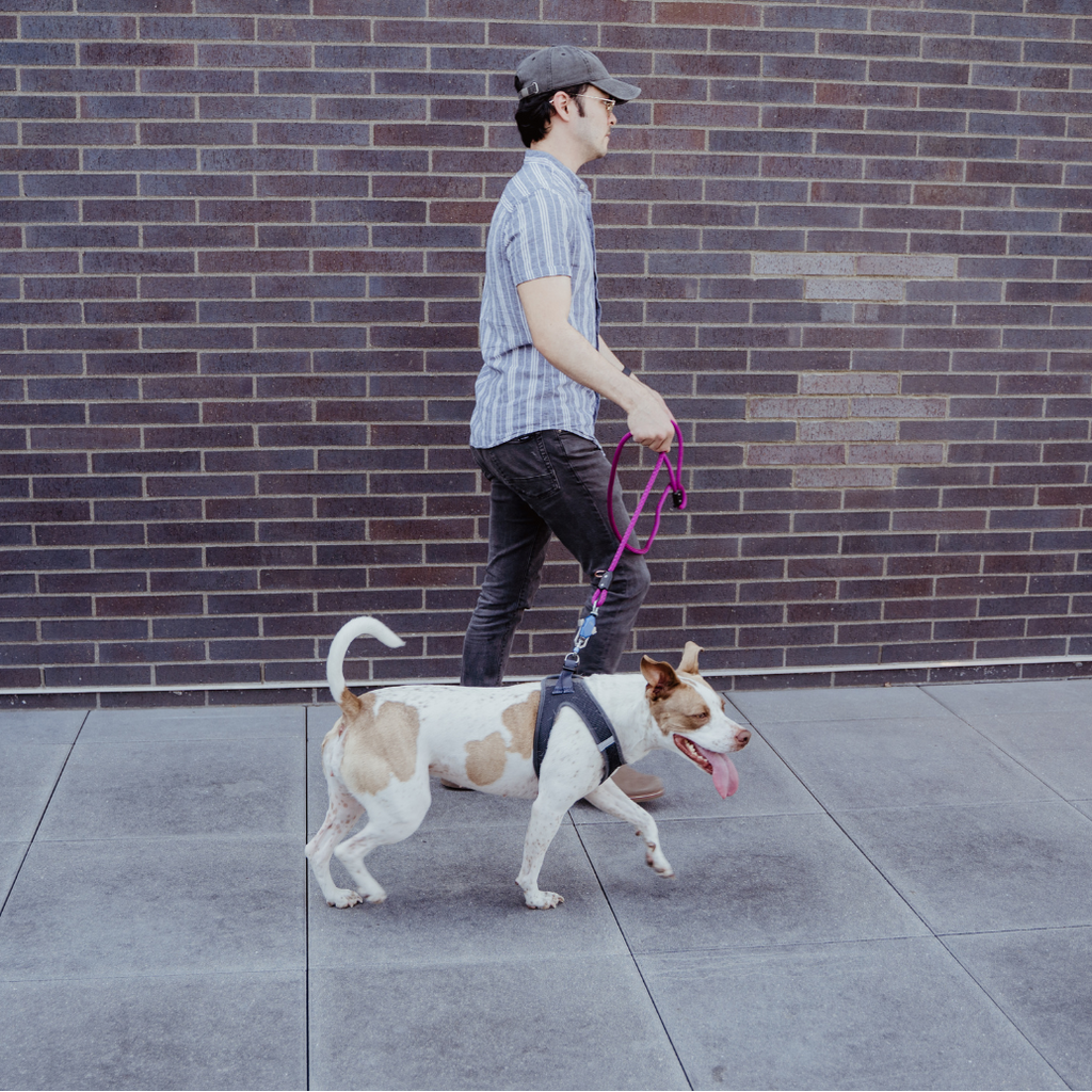 The Magnetic Leash