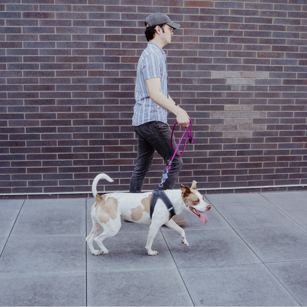 The Magnetic Leash