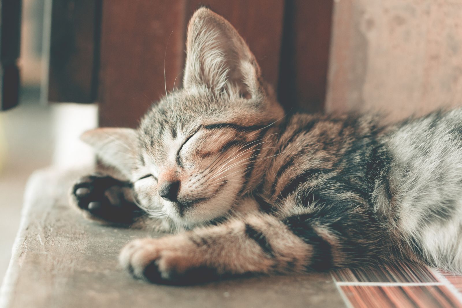 A cat resting peacefully in warm light