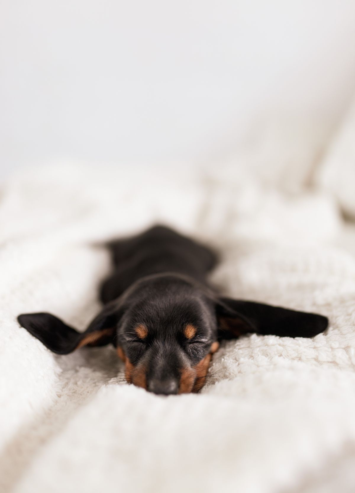 A small dog asleep on a soft cream knit blanket